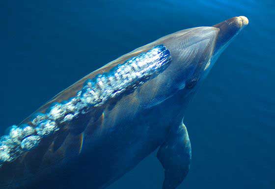 Bottlenose dolphin